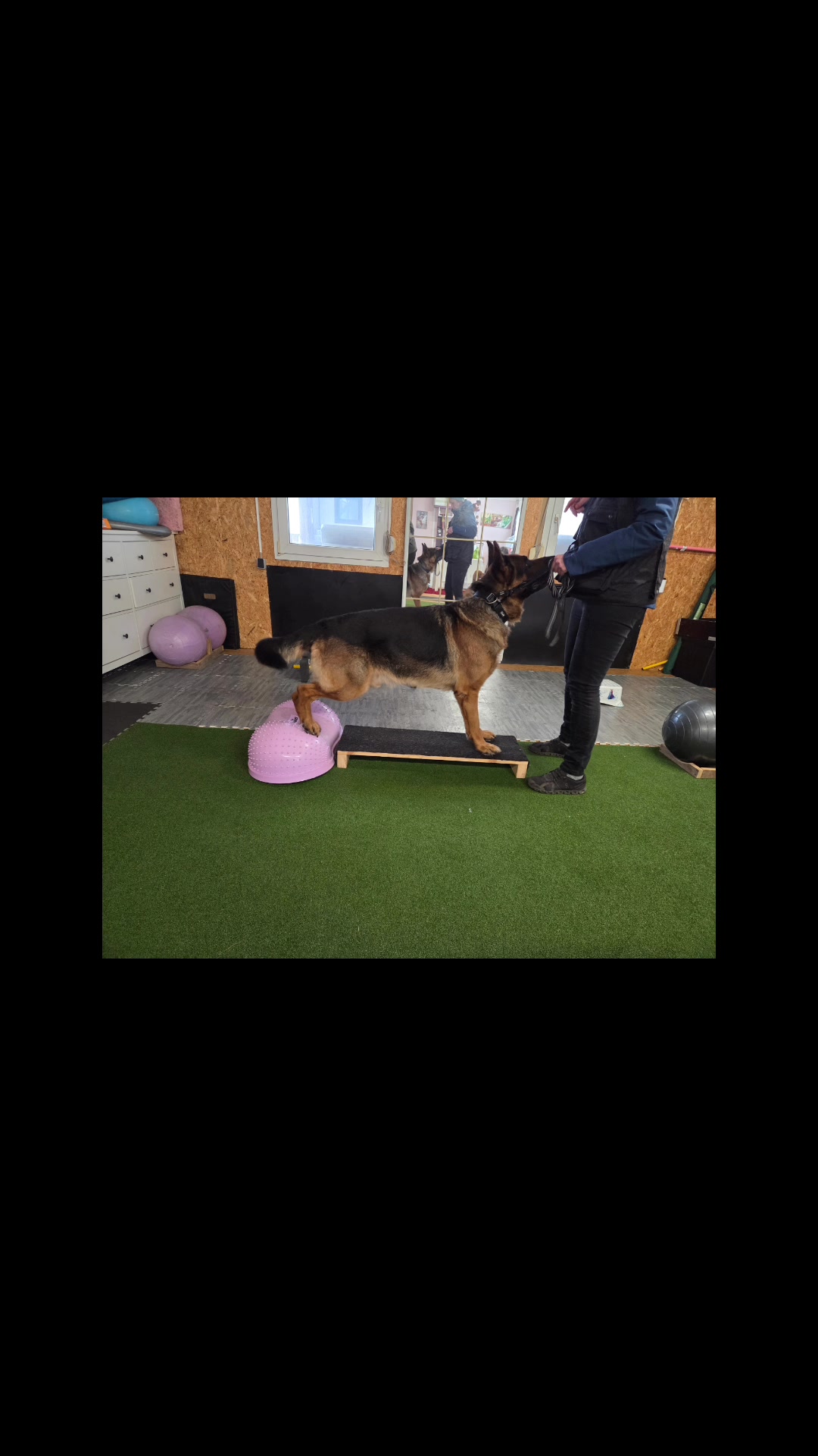 Hundefitness & Wellness by Sandra Haslinger